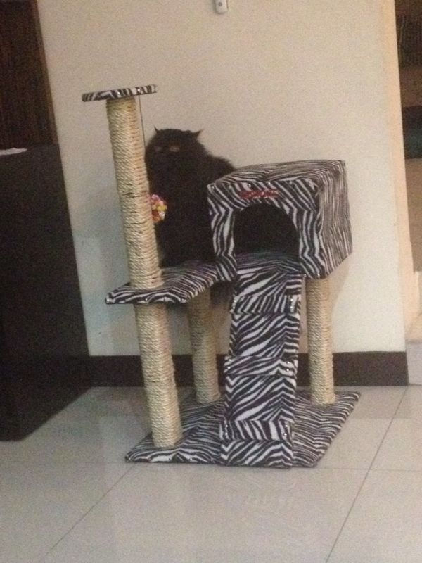 Miniatura: Cubil Felino