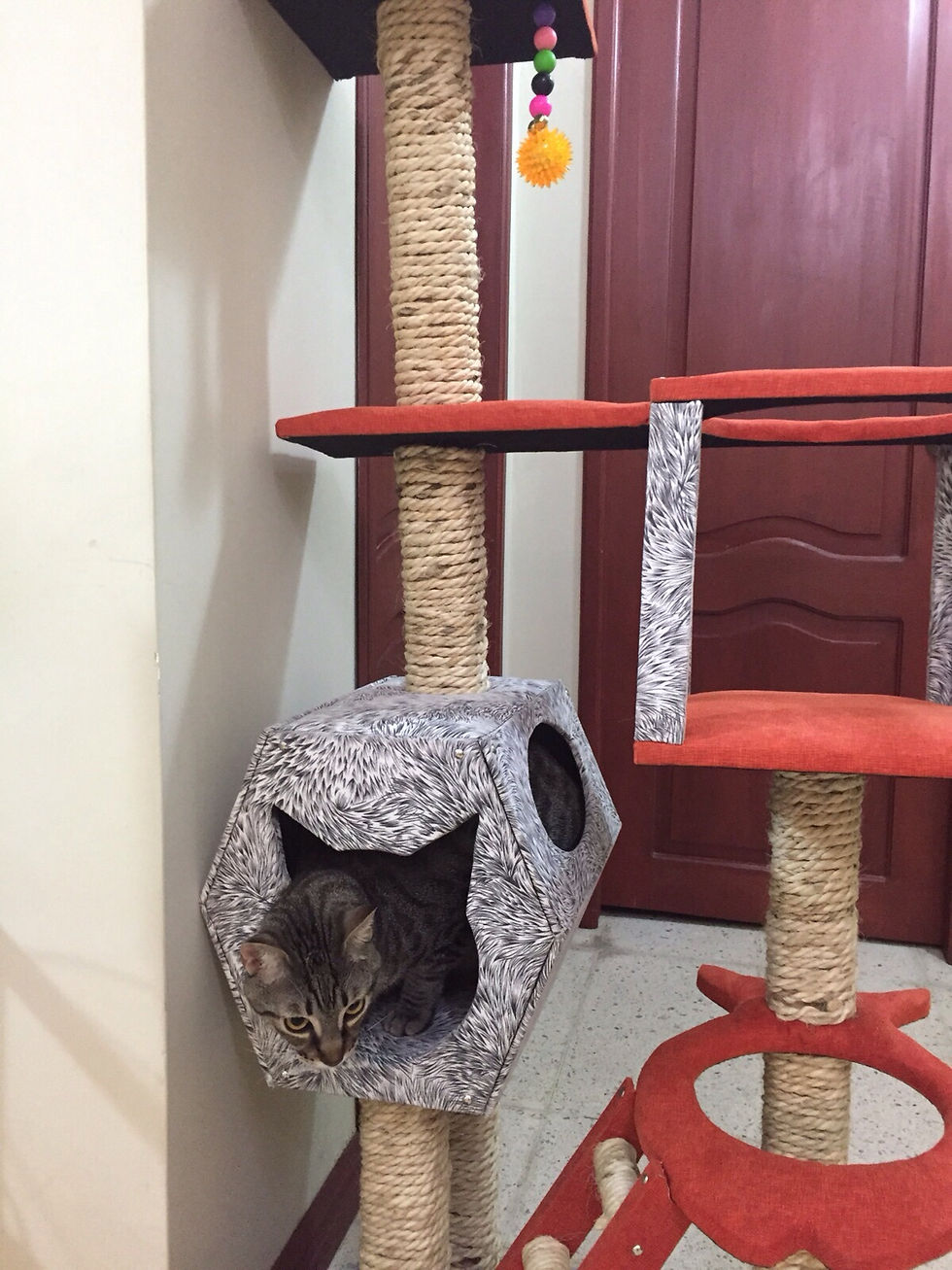 Miniatura: Gatunolandia