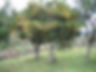 Miniatura: Carambola