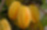 Miniatura: Carambola