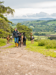 Fostings Alpacas (18).jpg