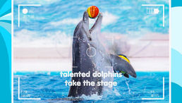 What to Expect When you Visit Dubai Dolphinarium