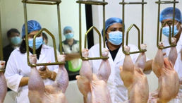 Alpha-3 Chicken Dressing Plant Opens in Cotabato, Signals Growing Investor Confidence in the Province