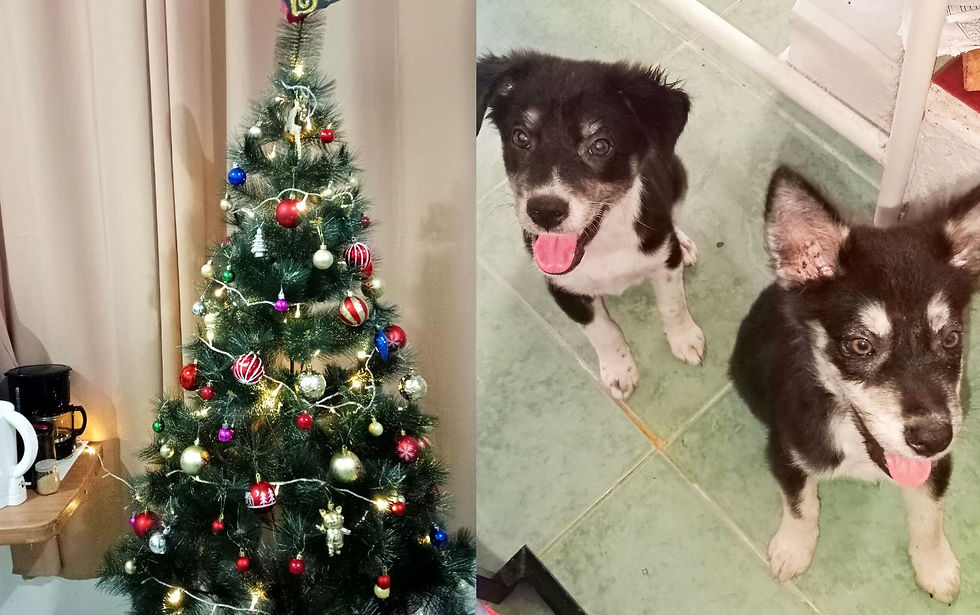 Simple Christmas tree from Shopee | Adopted Aspin dogs from the Philippines