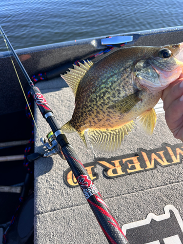 Spinning Rod Shakespeare Conquest Crappie Fishing Pole Shakespeare