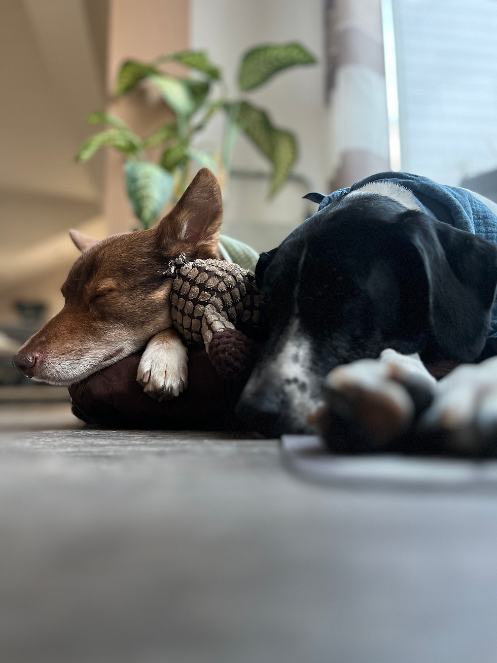 zwei Hunde schlafen entspannt nebeneinander im Körbchen