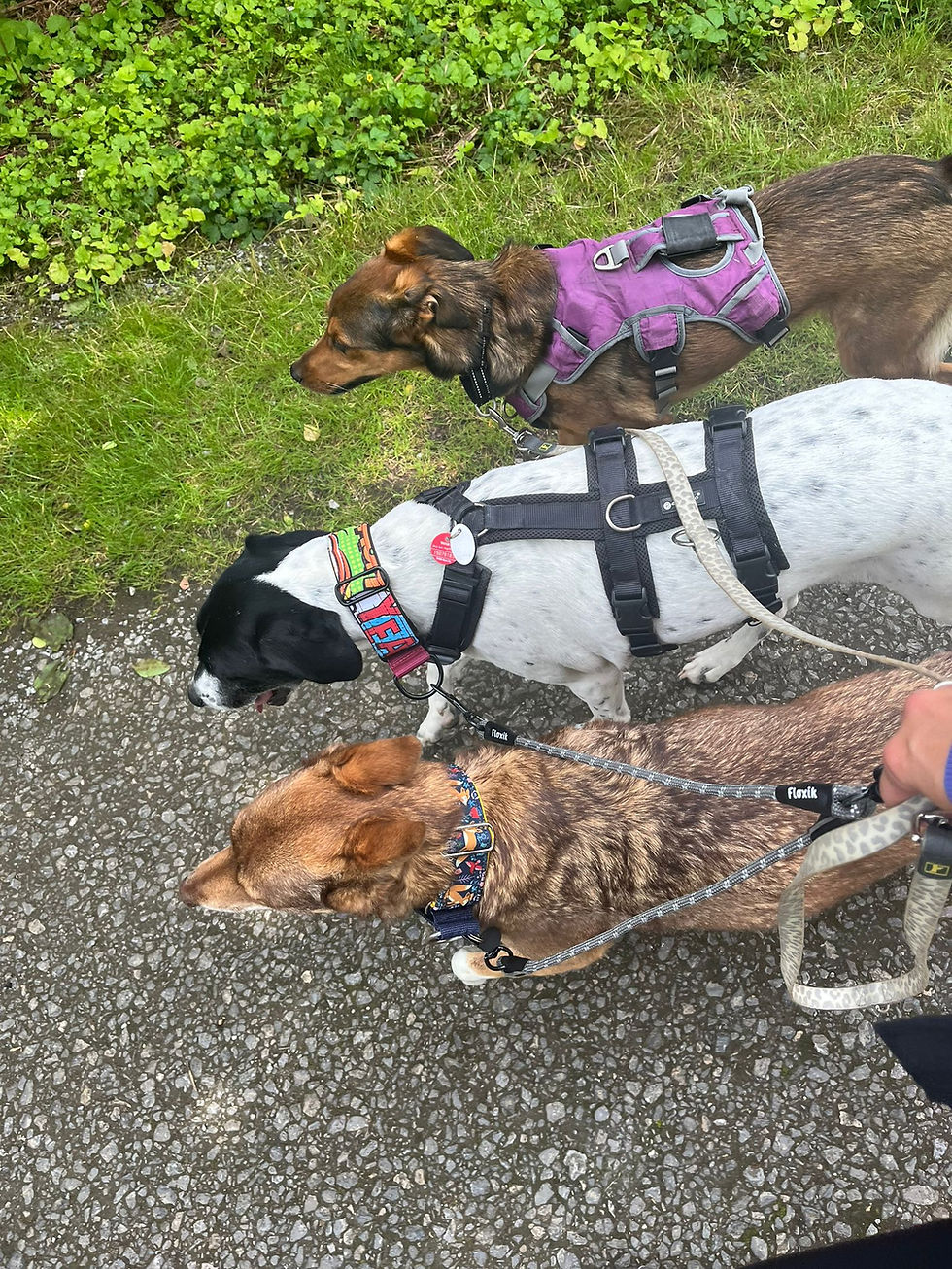 drei Hunde an der lockeren Leine