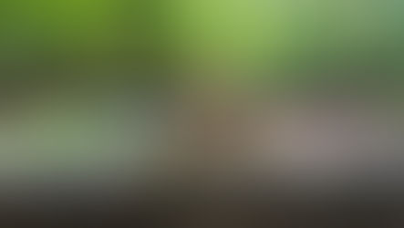 🐾 Mehrhundehaltung – doppelte Freude oder doppelte Herausforderung?