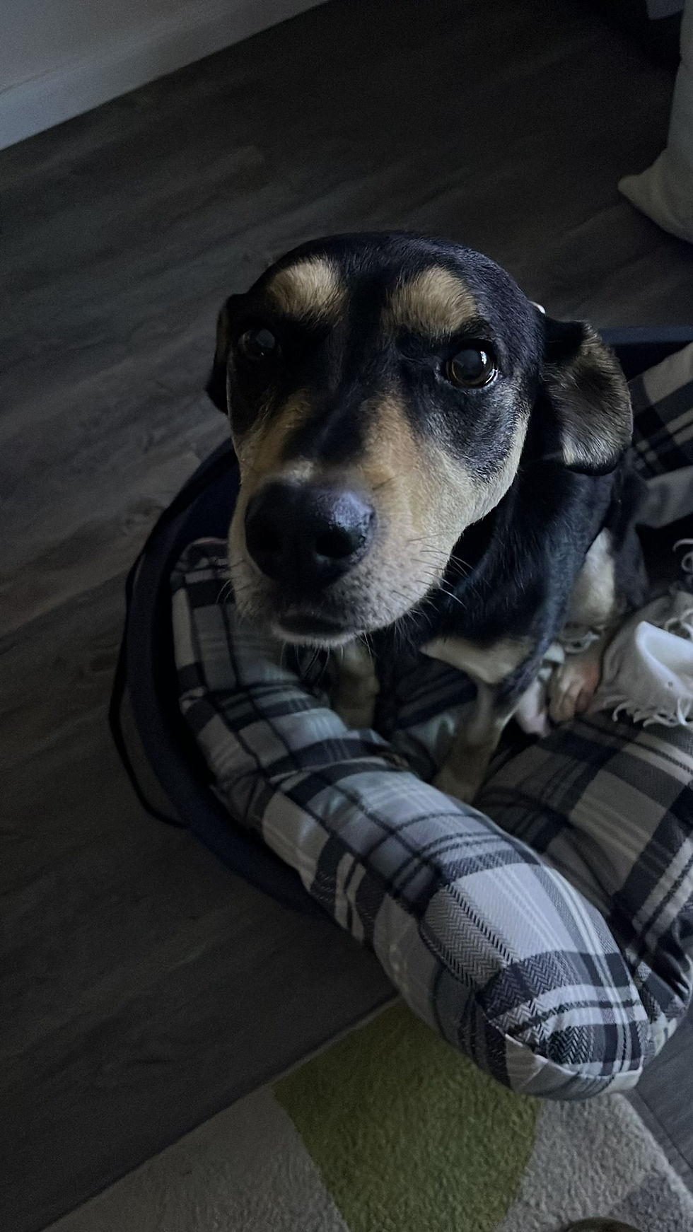 Pflegehund Djolé– Unsere erste Woche zwischen Ankommen, Training und kleinen Lernwundern