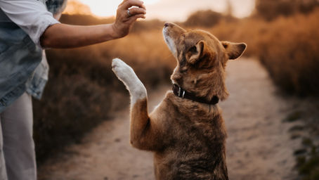 Richtig belohnen im Hundetraining: Timing, Qualität und Strategie für echten Trainingserfolg