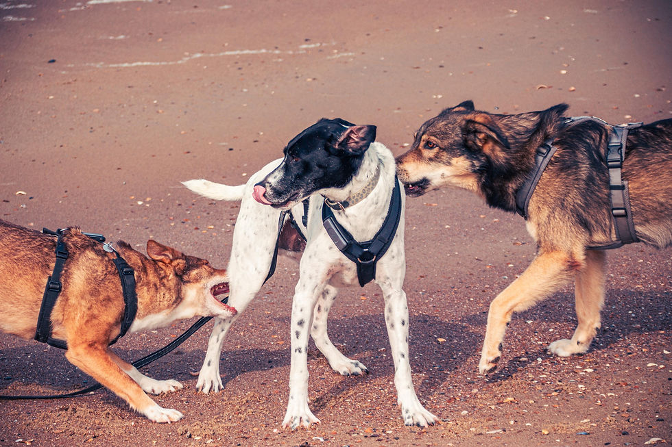 Hund wird von zwei anderen Hunden bedrängt im Hundekontakt und scheint gestresst