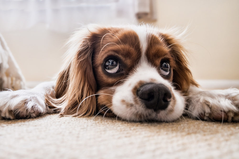 Köpekler kıskanır mı? Vet Sözlük