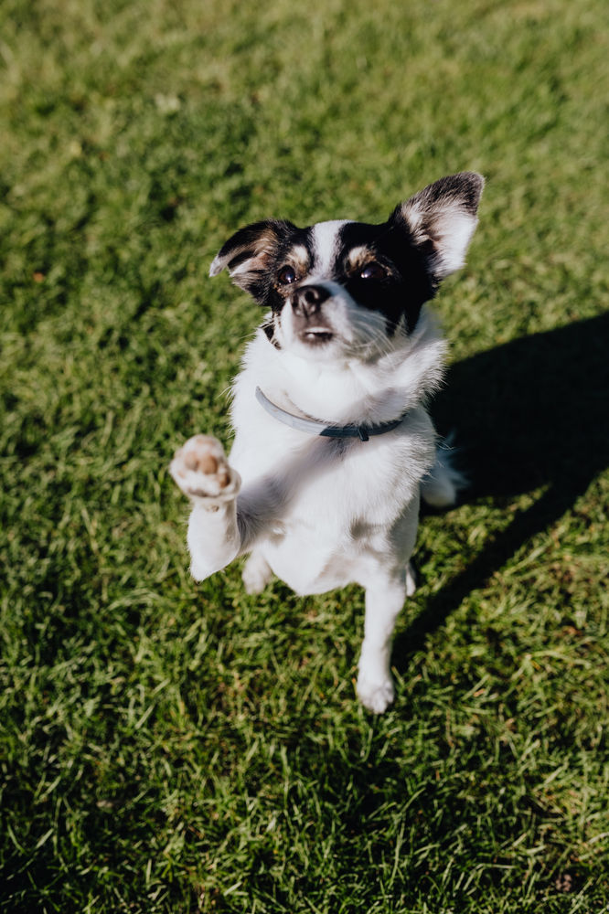 Köpekler kıskanır mı? Vet Sözlük