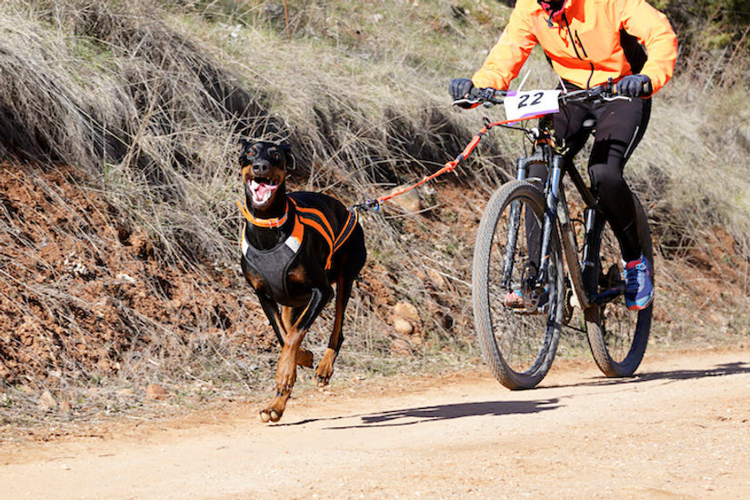 Bikejoring: Is This Adrenaline Inducing Sport Right For You and Your Dog?