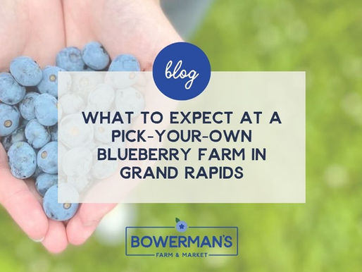 What to Expect at a Pick-Your-Own Blueberry Farm in Grand Rapids