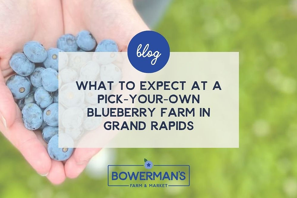 What to Expect at a Pick-Your-Own Blueberry Farm in Grand Rapids