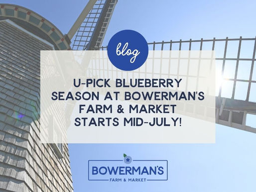 U-Pick Blueberry Season at Bowerman's Farm | Holland, MI
