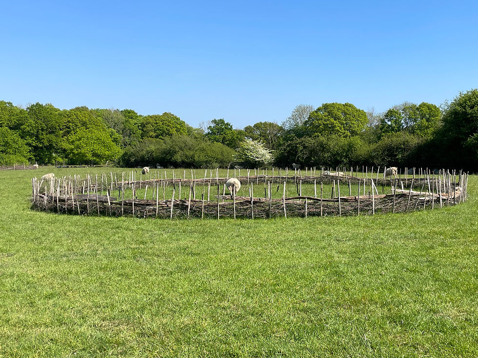 ...but by the end of the month one of the sheep (clearly more intelligent and adventurous than the rest of the flock) had mastered leaping the brash. I like to believe she had had enough of the other sheep and their constant bleating and just needed some space of her own.