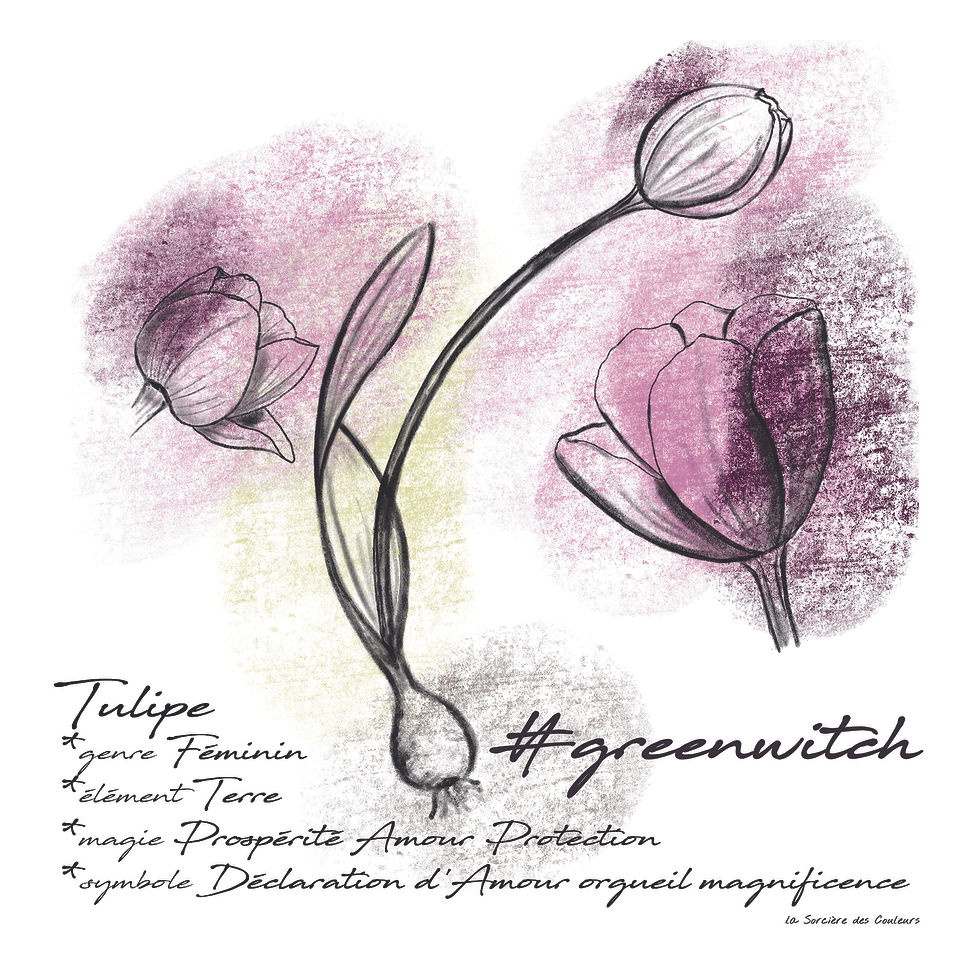 Tulipe Greenwitch les Simples