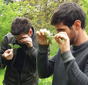 Balade botanique : à la découverte des plantes sauvages comestibles et médicinales