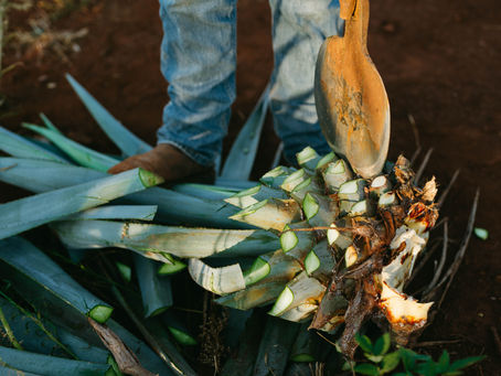 What is Mezcal and What Does it Taste Like?