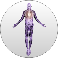Anatomy copy smallest.png