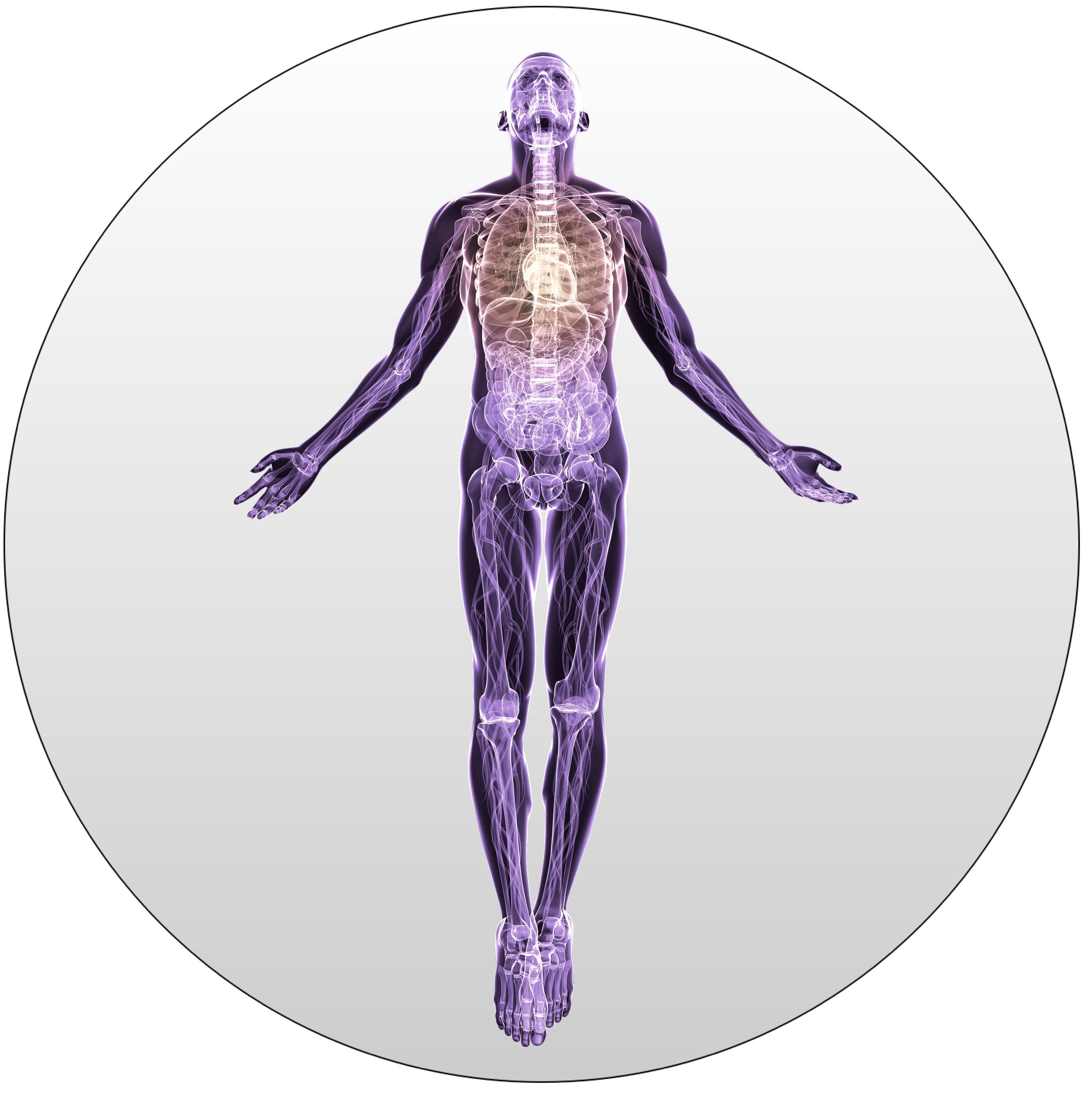 Anatomy copy small.png