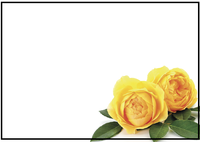 Yellow Roses Plain Large Card