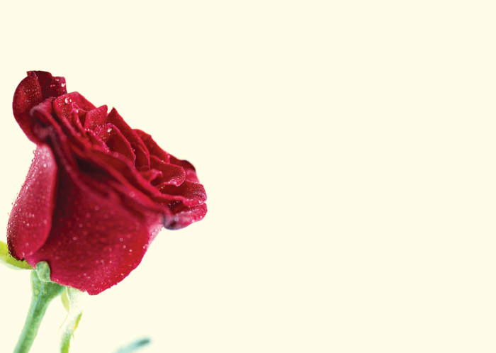 Red Rose Large Card