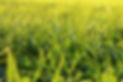 grass.jpg