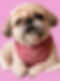Bella_edited_edited.jpg