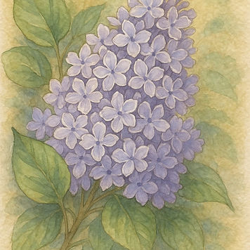 Growing Lilac