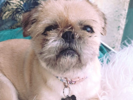 New Staff member - Bella Head of Shredding