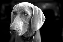 maine dog photographer