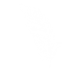 White Feather Outline
