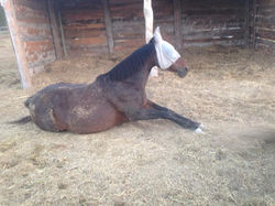 Dur la vie aux écuries !