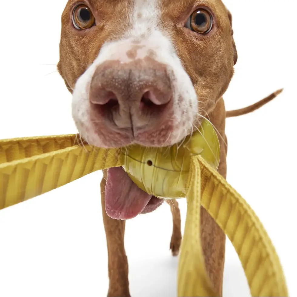 Thumbnail: BARK - Harry Potter The Golden Snitch Dog Toy