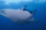 Hin Muang Best Dive Sites of Thailand
