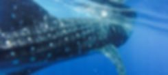 Hin Deang Best Dive sites Thailand - Liveaboards Phuket