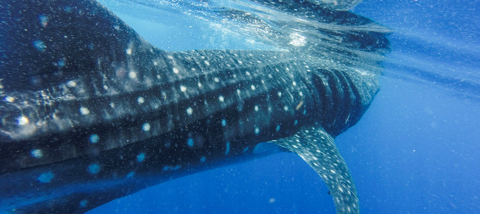 Hin Deang Best Dive sites Thailand - Liveaboards Phuket