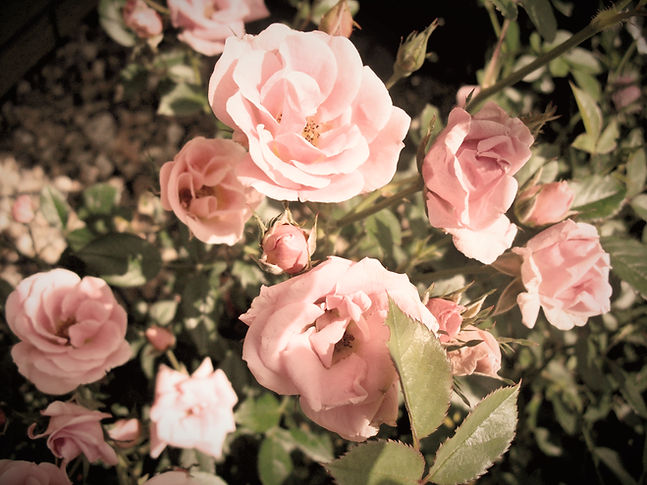 Pink Roses Blooming_edited.jpg