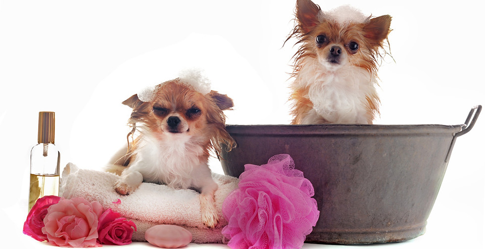 Chihuahua Bath
