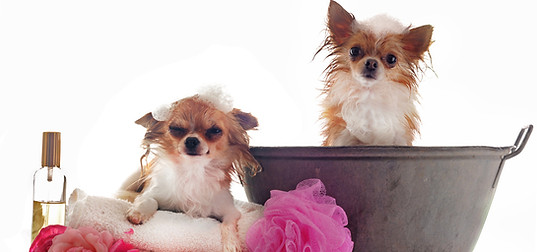 Chihuahua Bath