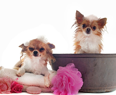 Chihuahua Bath