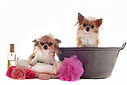 Chihuahua Bath