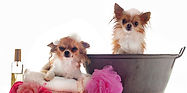 Chihuahua Bath