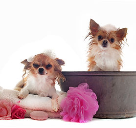 Chihuahua Bath