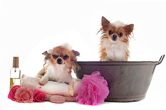 Dog grooming Greenborough