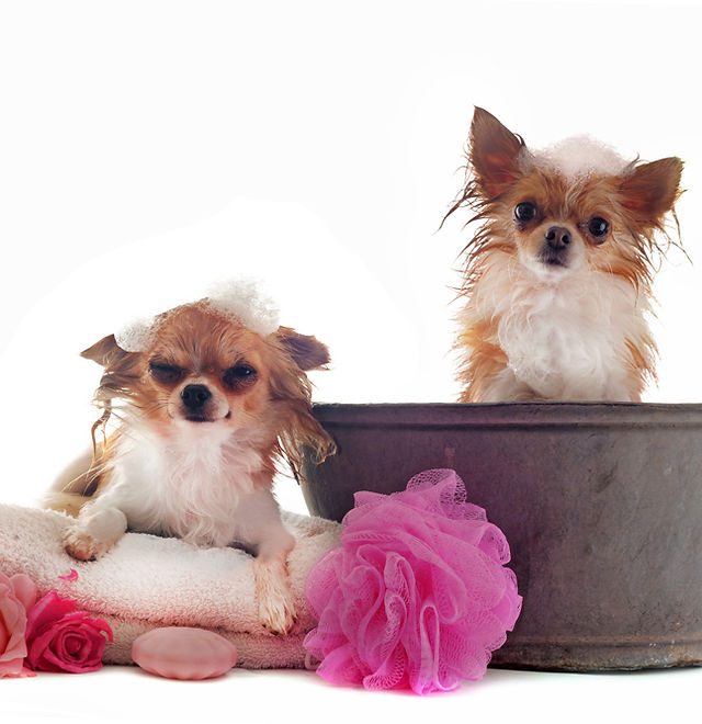 FAQ FancyPupelpaso