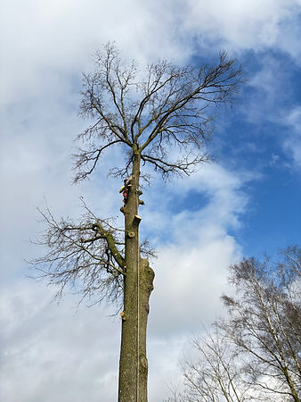 IMG_5775.JPG
